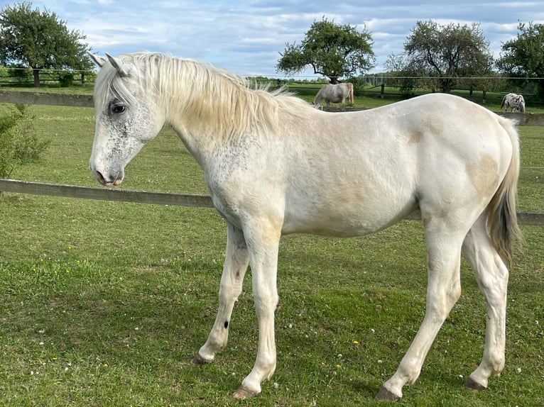Appaloosa Stallone 1 Anno in Tišnov