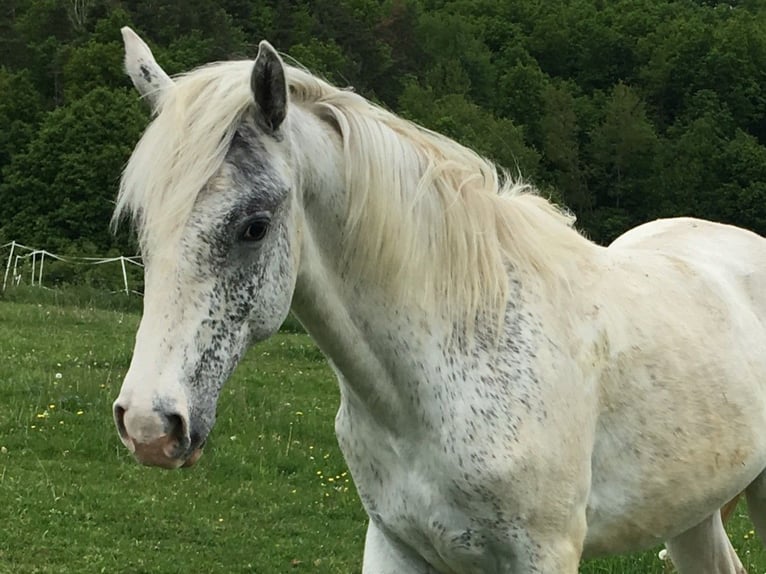Appaloosa Stallone 1 Anno in Tišnov