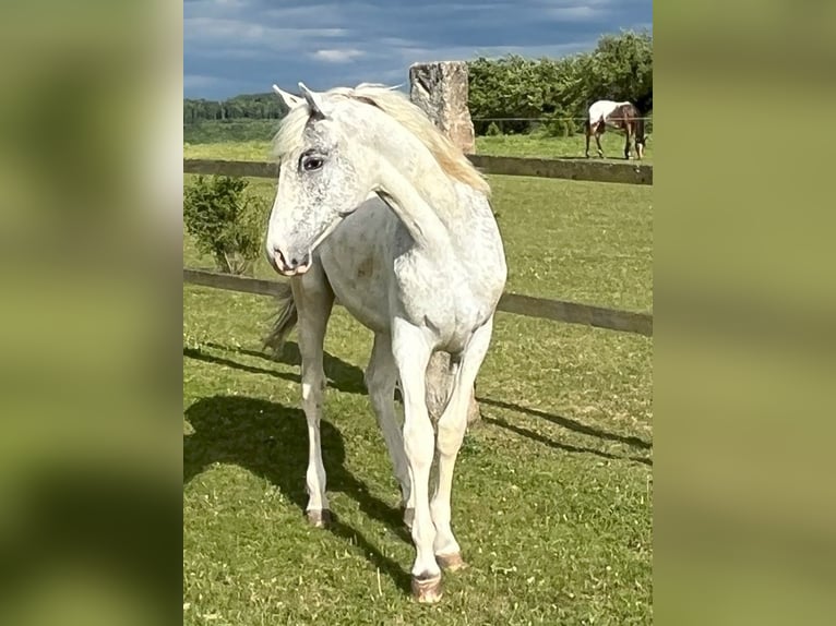 Appaloosa Stallone 1 Anno in Tišnov