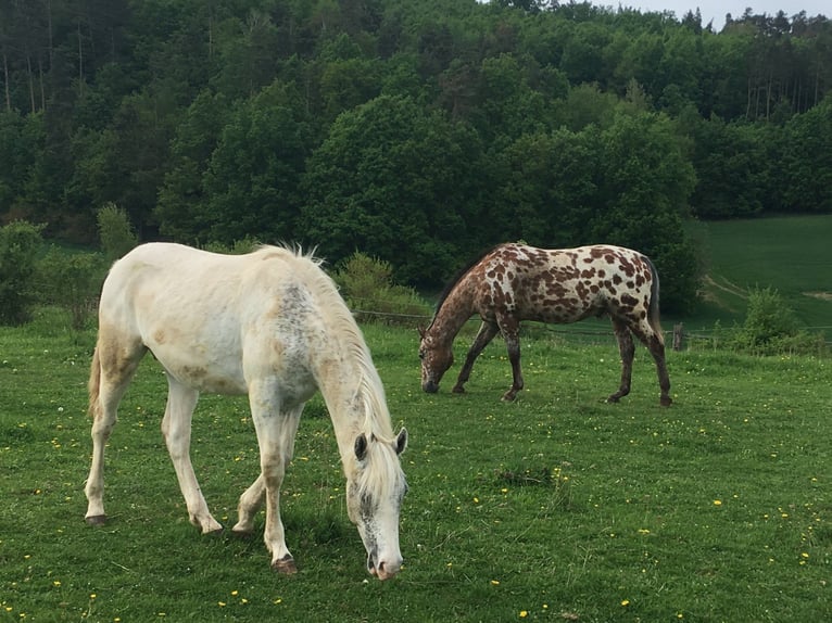 Appaloosa Stallone 1 Anno in Tišnov