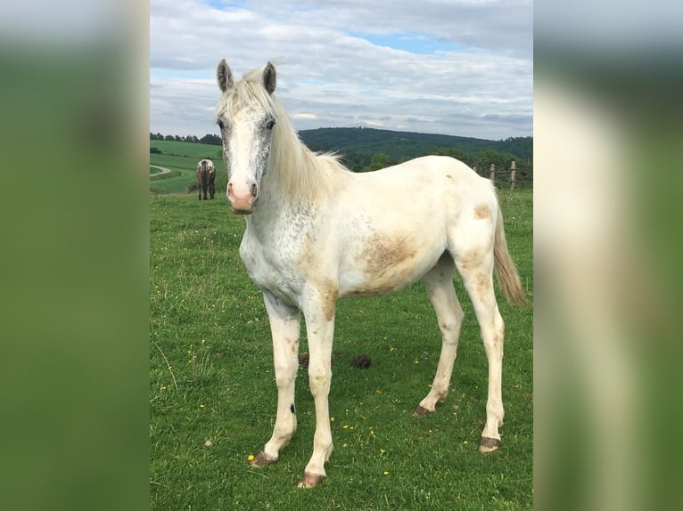 Appaloosa Stallone 1 Anno in Tišnov