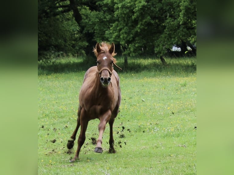 Appaloosa Stallone 1 Anno Sauro ciliegia in Vilalba (Casco Urbano)