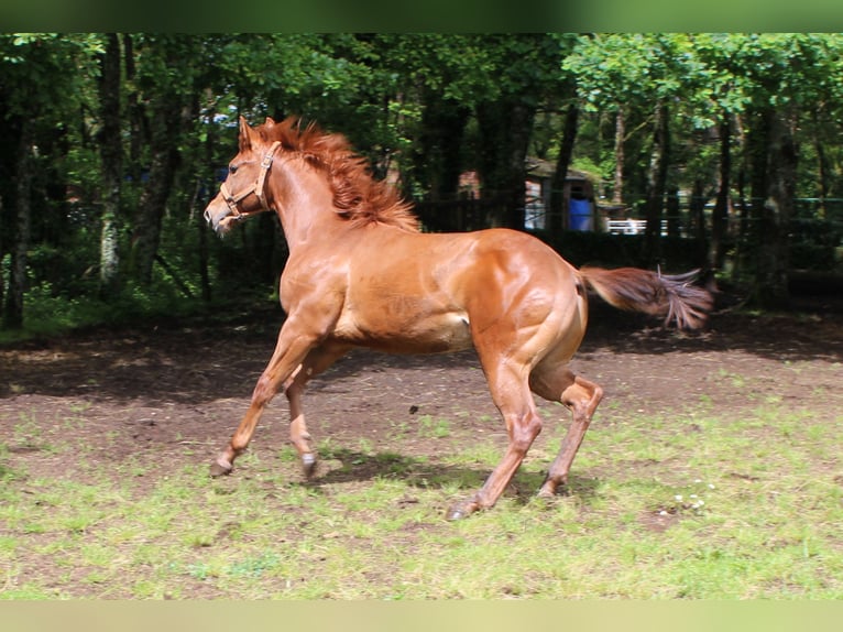 Appaloosa Stallone 1 Anno Sauro ciliegia in Vilalba (Casco Urbano)