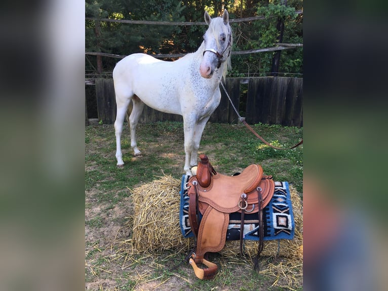 Appaloosa Stallone 2 Anni 150 cm  in Brno