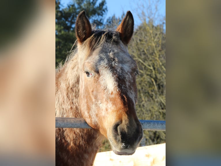 Appaloosa Stallone 2 Anni 155 cm Baio in Berching Appaloosa Stallone 2 Anni 155 cm Baio in Berching