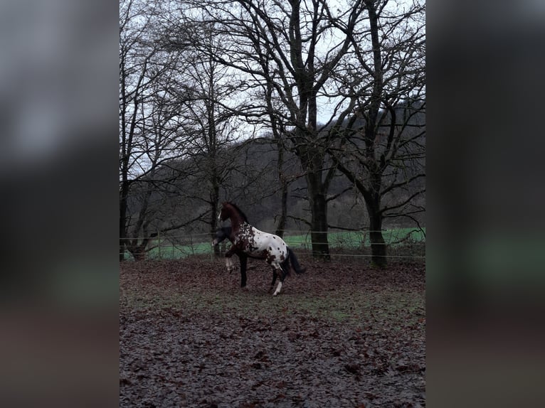 Appaloosa Stallone 2 Anni 155 cm  in Odenbach