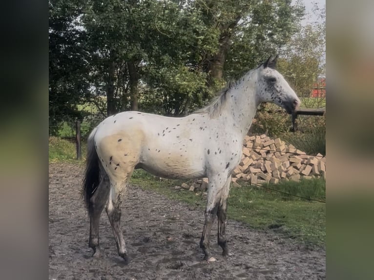 Appaloosa Stallone 2 Anni 170 cm Leopard in Siddeburen