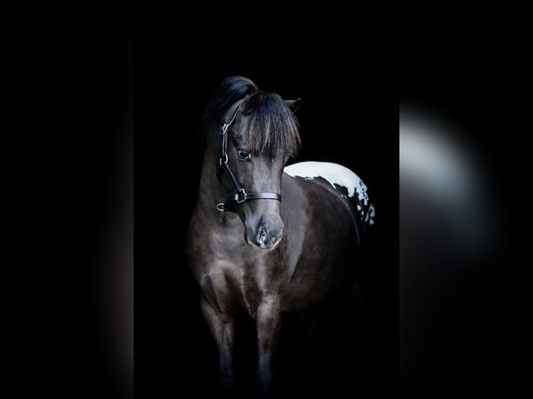 Appaloosa Stallone 3 Anni 106 cm Leopard in Oldebroek