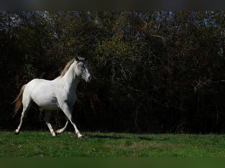 Appaloosa Stallone 3 Anni 154 cm Leopard in goven