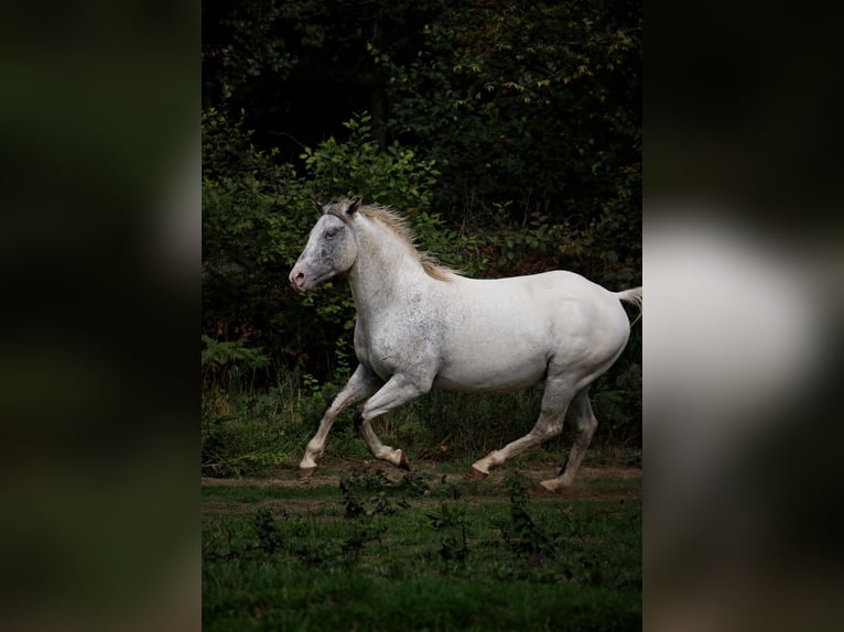 Appaloosa Stallone 3 Anni 154 cm Leopard in goven