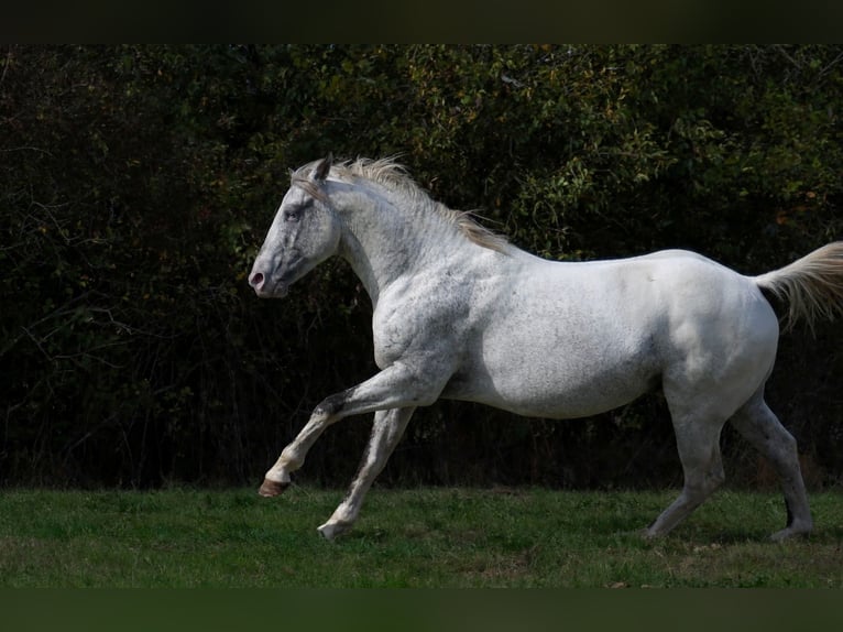 Appaloosa Stallone 3 Anni 154 cm Leopard in goven