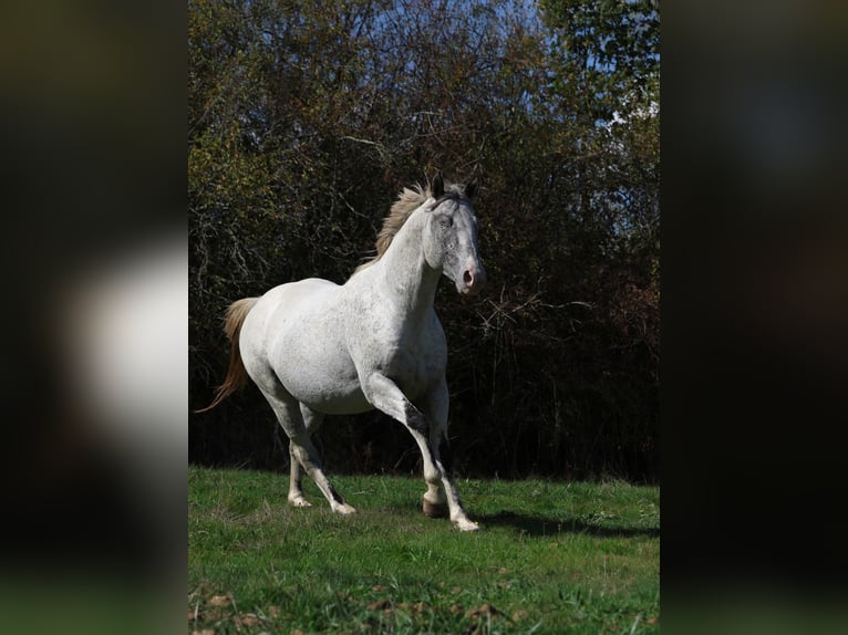 Appaloosa Stallone 3 Anni 154 cm Leopard in goven