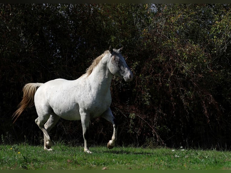 Appaloosa Stallone 3 Anni 154 cm Leopard in goven