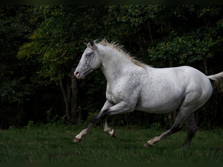 Appaloosa Stallone 3 Anni 154 cm Leopard in goven