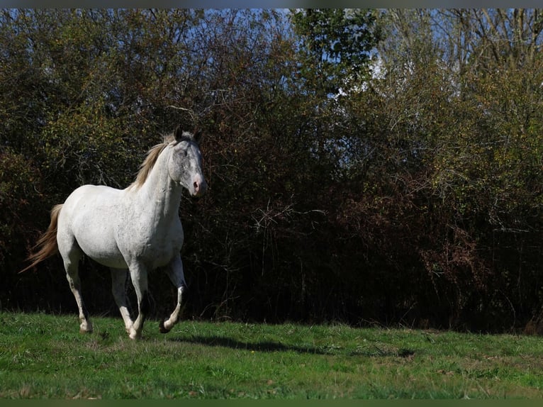 Appaloosa Stallone 3 Anni 154 cm Leopard in goven