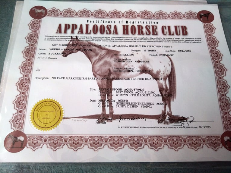 Appaloosa Stallone 3 Anni 155 cm Pelle di daino in Bad Münstereifel Appaloosa Stallone 3 Anni 155 cm Pelle di daino in Bad Münstereifel