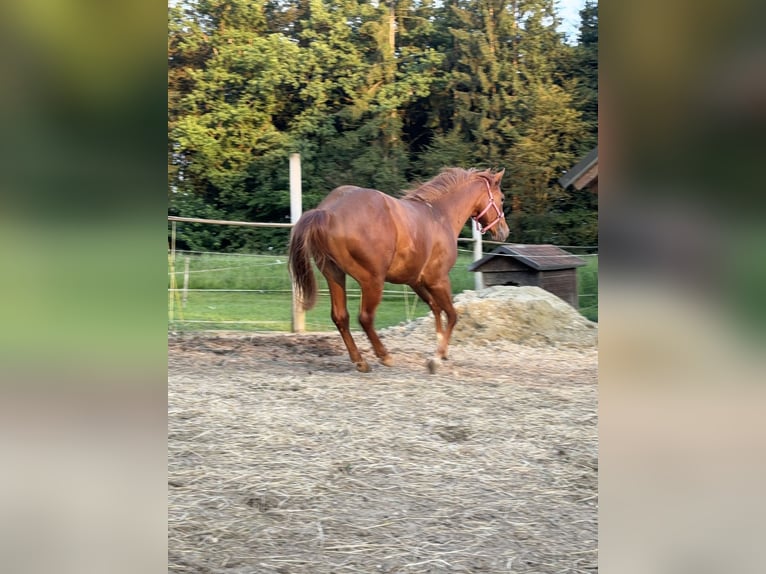 Appaloosa Stallone 3 Anni Sauro ciliegia in Komenda