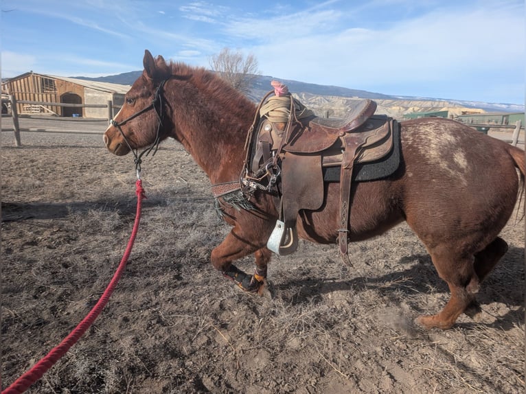 Appaloosa Stallone 4 Anni 142 cm Sauro ciliegia in Olathe