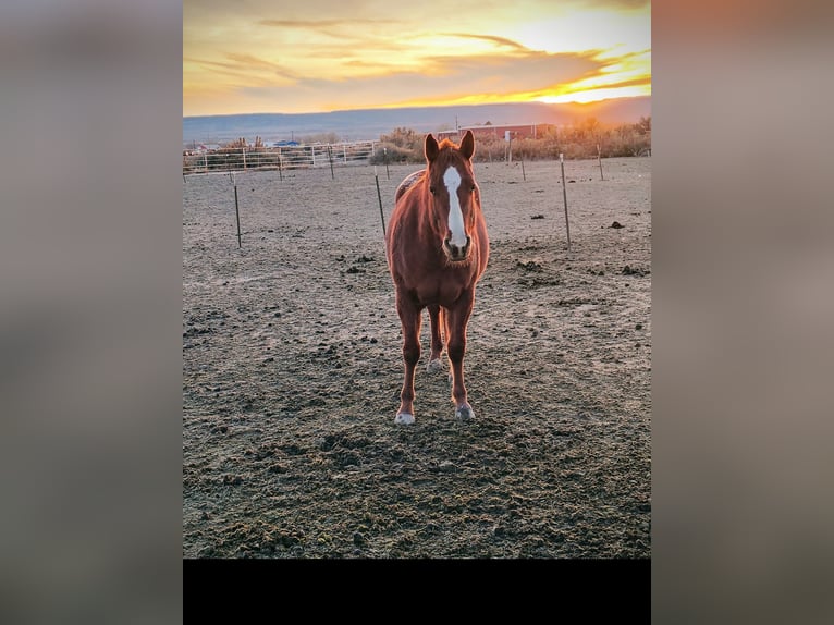 Appaloosa Stallone 4 Anni 142 cm Sauro ciliegia in Olathe