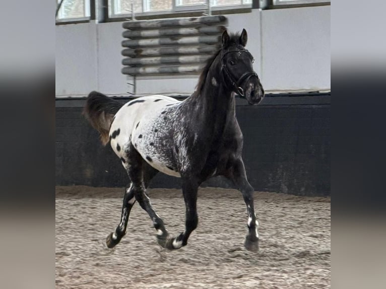 Appaloosa Stallone 4 Anni 157 cm Leopard in Someren