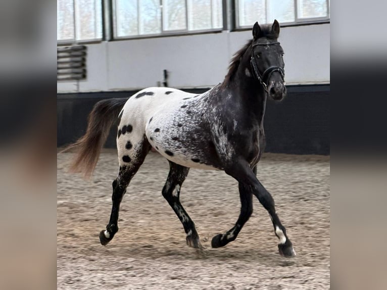 Appaloosa Stallone 4 Anni 157 cm Leopard in Someren