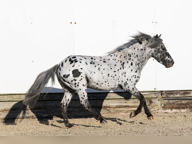Appaloosa Stallone 5 Anni 101 cm in Waddinxveen