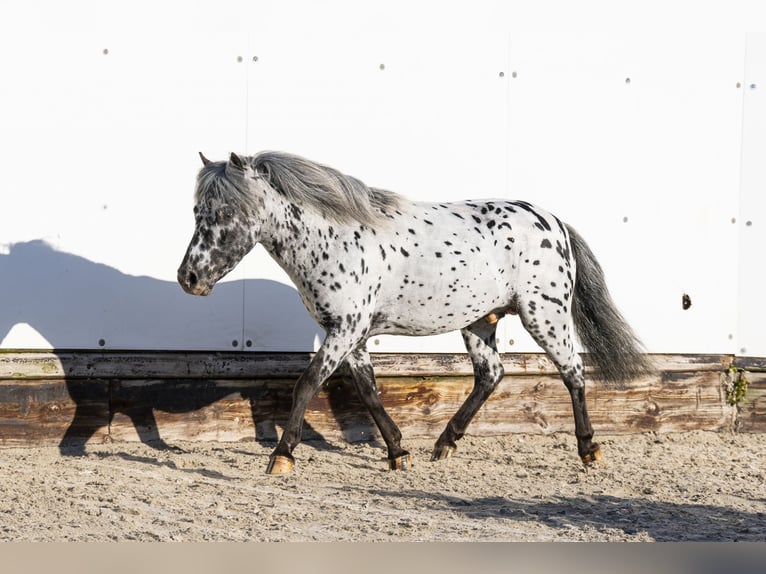 Appaloosa Stallone 5 Anni 101 cm in Waddinxveen
