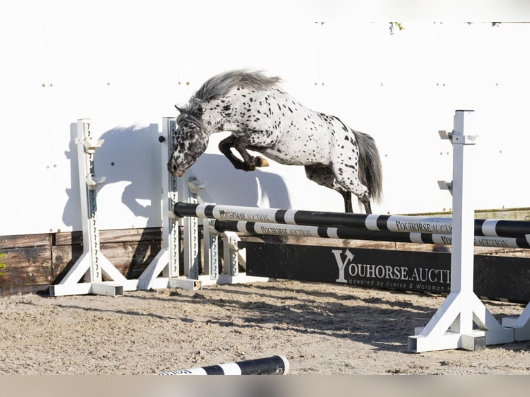 Appaloosa Stallone 5 Anni 101 cm in Waddinxveen