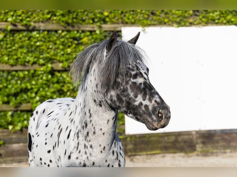 Appaloosa Stallone 5 Anni 101 cm in Waddinxveen