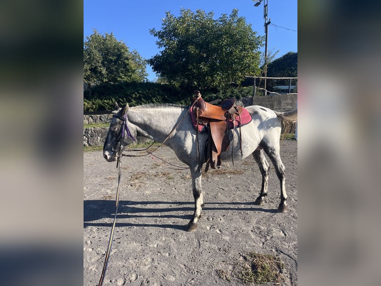 Appaloosa Stallone 5 Anni 155 cm Morello in Lučenec