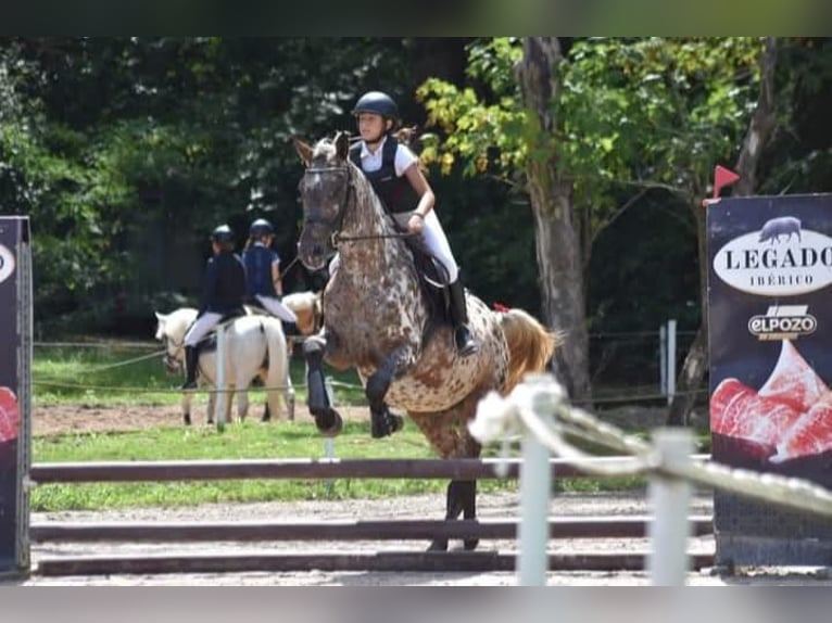 Appaloosa Stallone 5 Anni 162 cm Leopard in Hazas de cesto