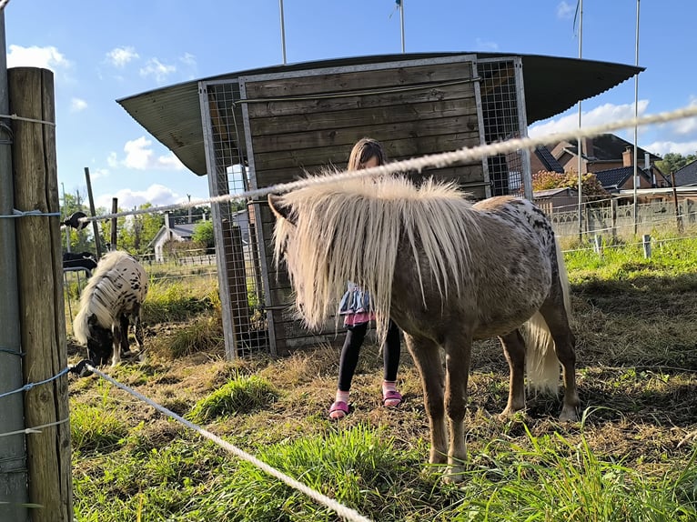 Appaloosa Stallone 5 Anni Leopard in Averbode