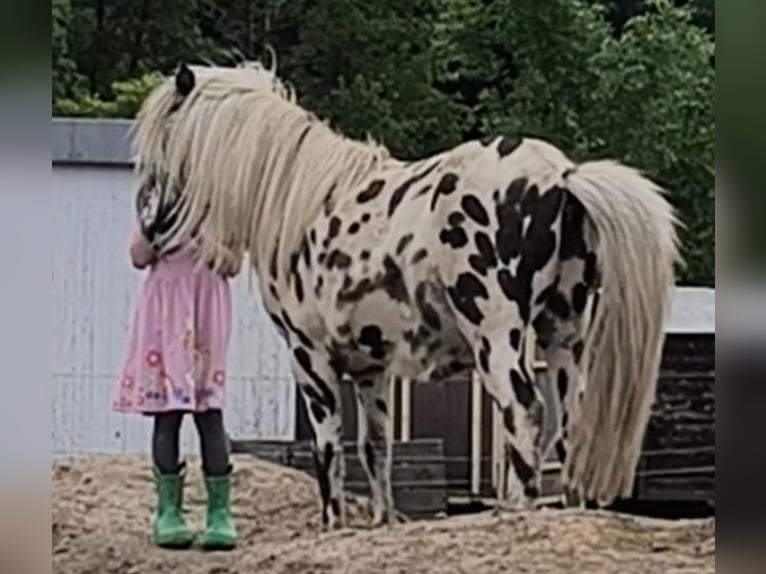 Appaloosa Stallone 6 Anni 117 cm Leopard in Averbode