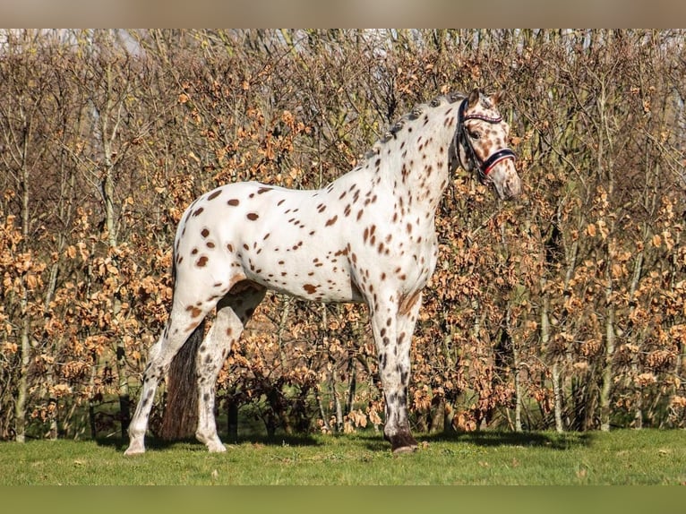 Appaloosa Stallone 6 Anni 143 cm Leopard in Oirschot