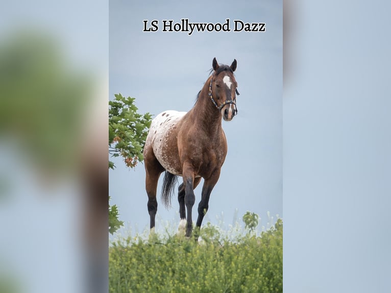 Appaloosa Stallone Baio in Jerichow