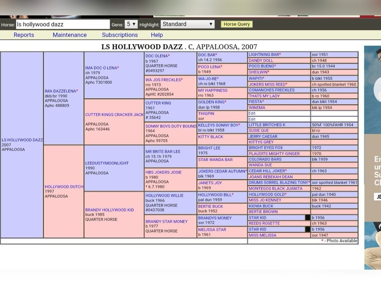 Appaloosa Stallone Baio in Jerichow