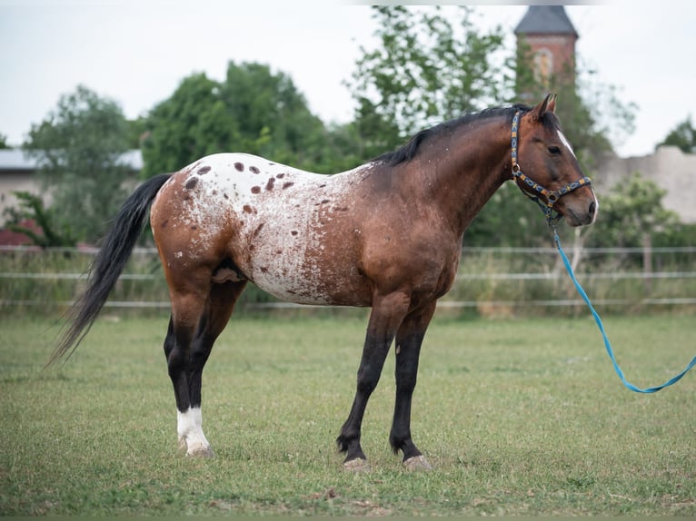 Appaloosa Stallone Baio in Jerichow