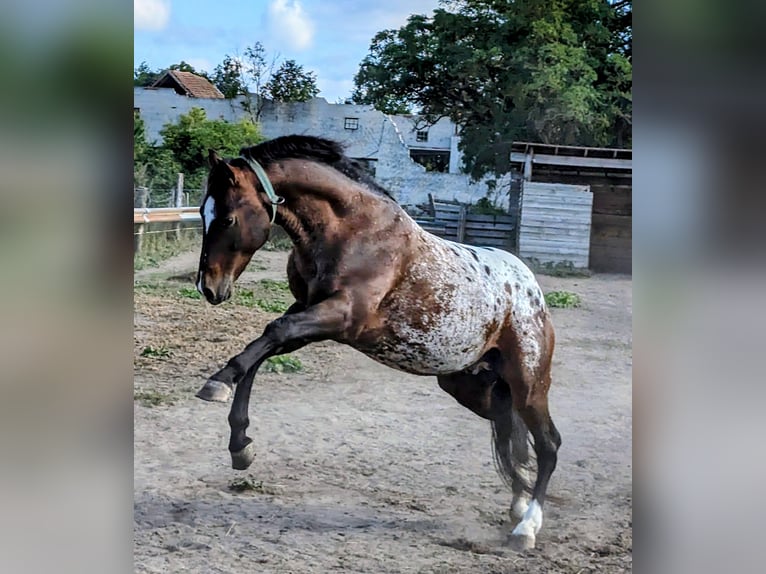 Appaloosa Stallone Baio in Jerichow
