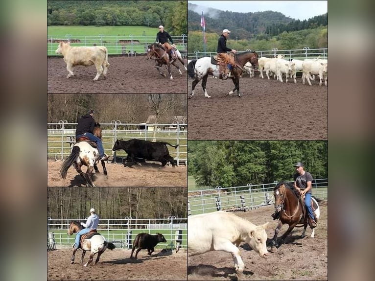 Appaloosa Stallone in Oberbronn