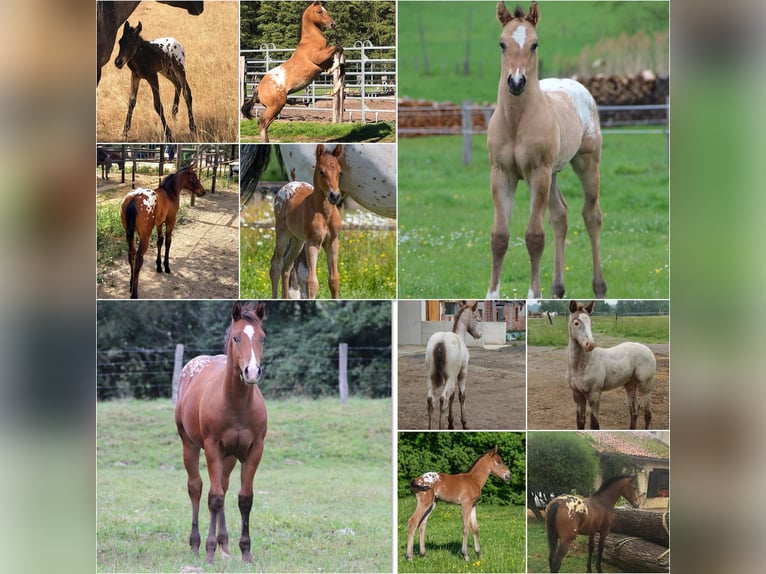 Appaloosa Stallone in Oberbronn