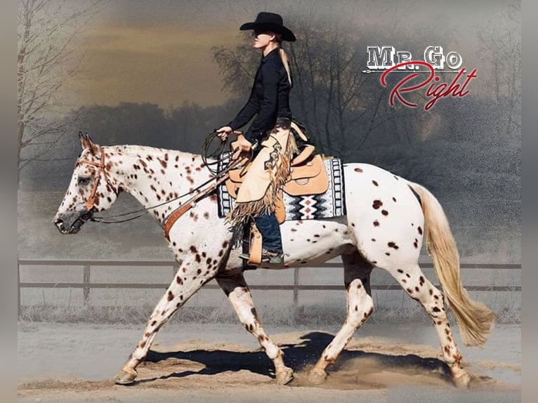 Appaloosa Stallone Leopard in Kirtorf