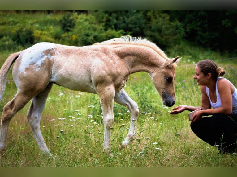 Appaloosa Stallone Leopard in Kirtorf