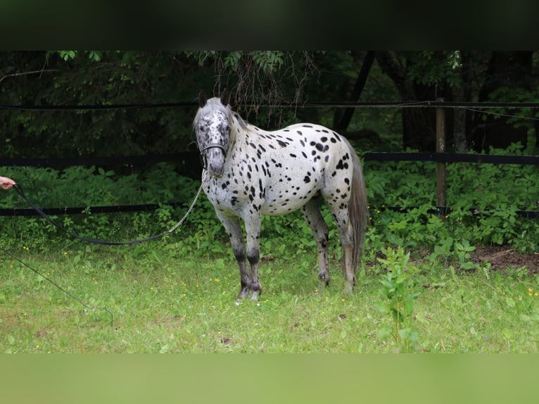 Appaloosa Stallone Leopard in Mauth