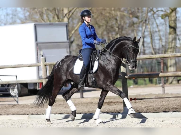 Appaloosa Stallone Morello in Fuentesauco