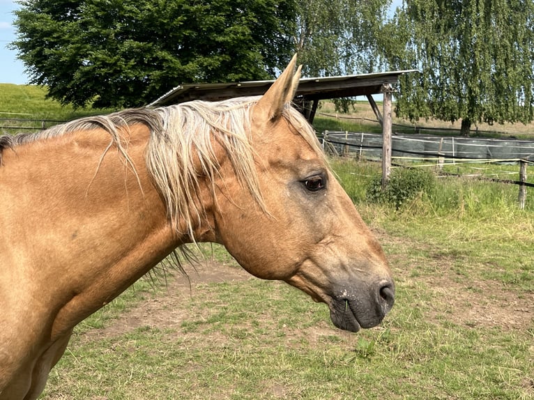 Appaloosa Stallone Palomino in Schieder-Schwalenberg