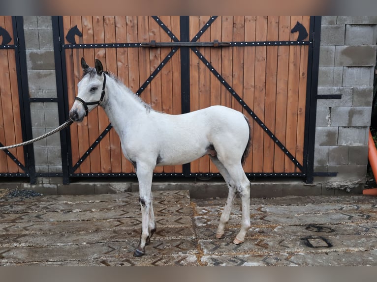 Appaloosa Stallone Puledri (03/2026) 123 cm Morello in Stašov