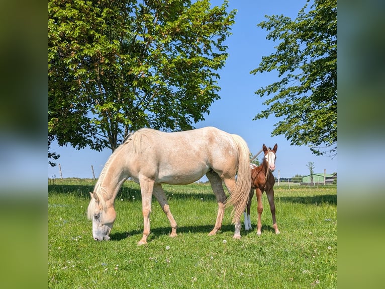 Appaloosa Stallone Puledri (05/2026) 150 cm Baio in Brand
