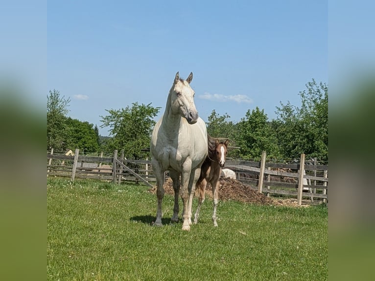Appaloosa Stallone Puledri (05/2026) 150 cm Baio in Brand