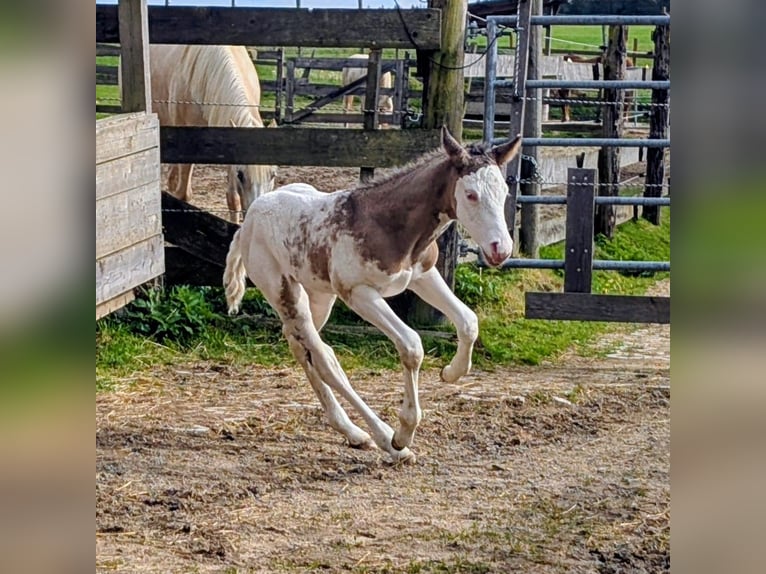 Appaloosa Stallone Puledri (05/2026) 150 cm Baio in Brand