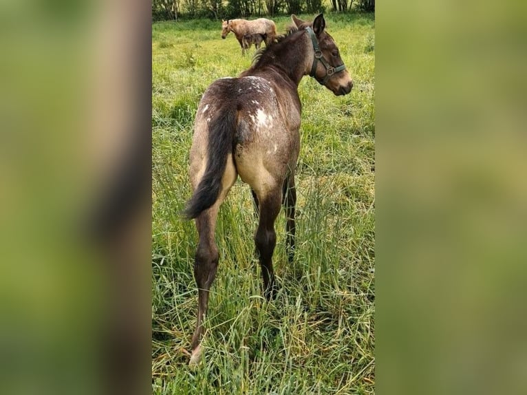 Appaloosa Stallone Puledri (05/2026) 152 cm Pelle di daino in Oberhosenbach